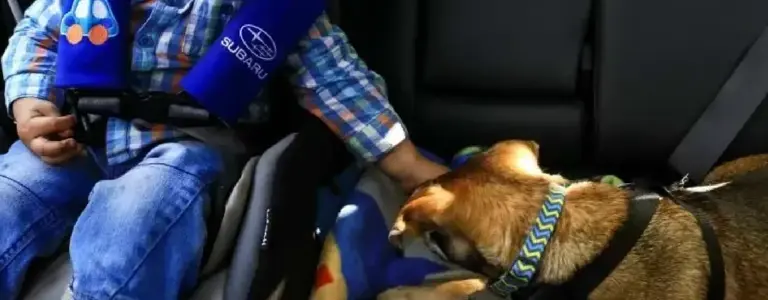 Requisitos para viajar con mascotas en auto