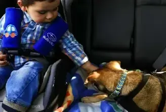 Requisitos para viajar con mascotas en auto